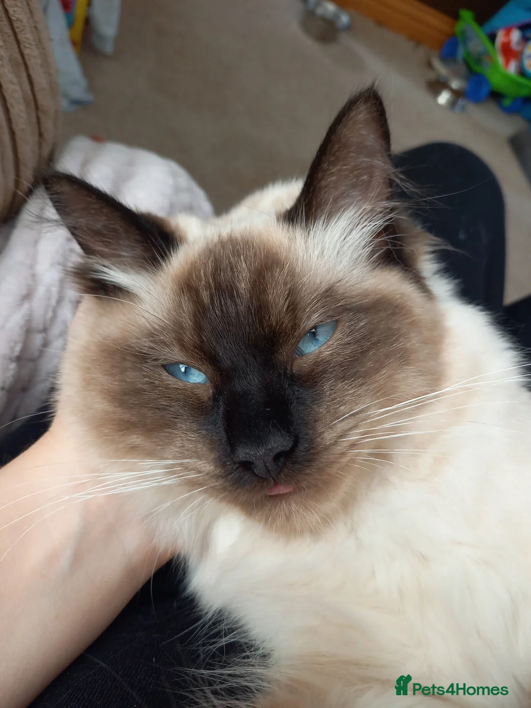 Ragdoll cats for sale: Ragdoll male 3 years old - Advert 5