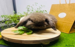 Mini Lop rabbits for sale: Beautiful pure bred Mini Lops  - Image 19