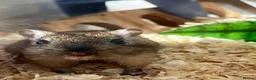Gerbil rodents for sale: 2 female gerbils  in Sheffield - Advert 6