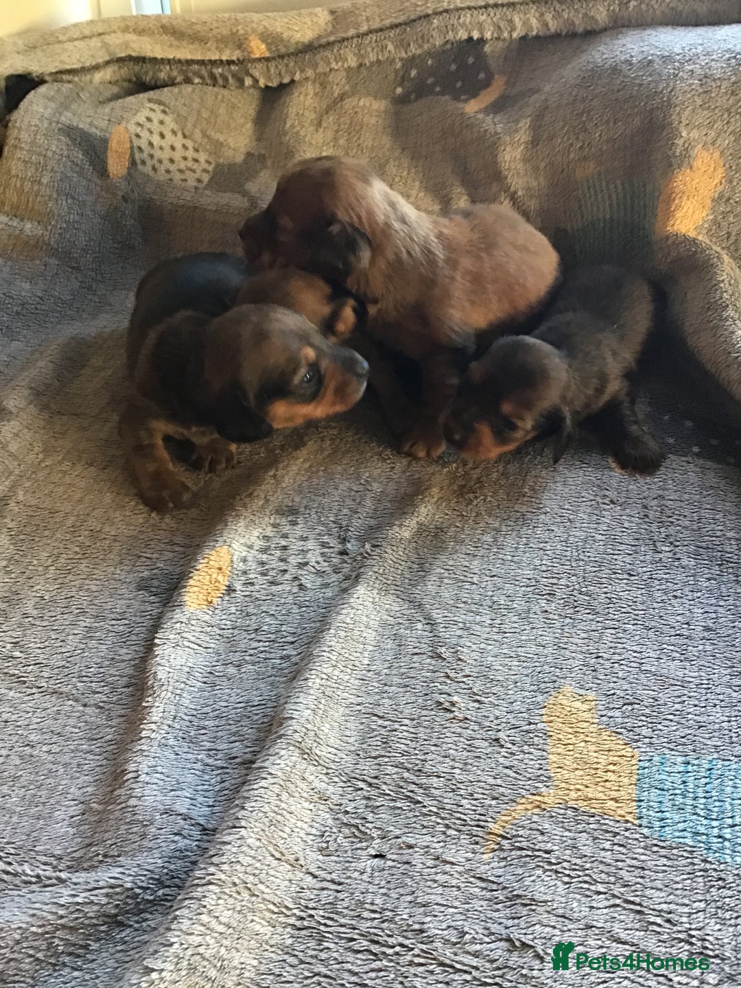 Miniature Dachshund dogs for sale: Long hair mini dachshund  - Advert 7