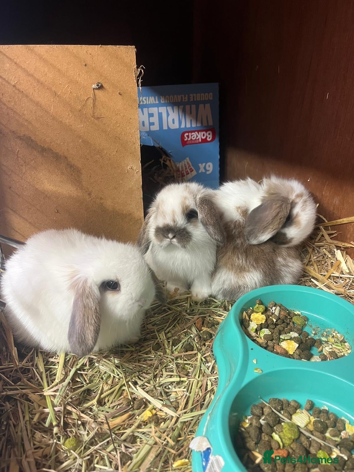 English Lop rabbits 7 week old baby lop rabbits  - Advert 1