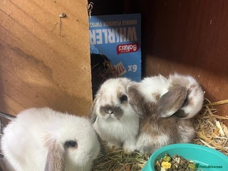 English Lop rabbits 7 week old baby lop rabbits - Advert 2