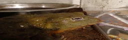 Frog reptiles for sale: Giant African bullfrog (TREVOR) - Advert 6