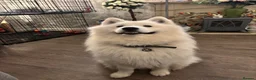 Samoyed dogs for sale: Casper in Norwich - Advert 5