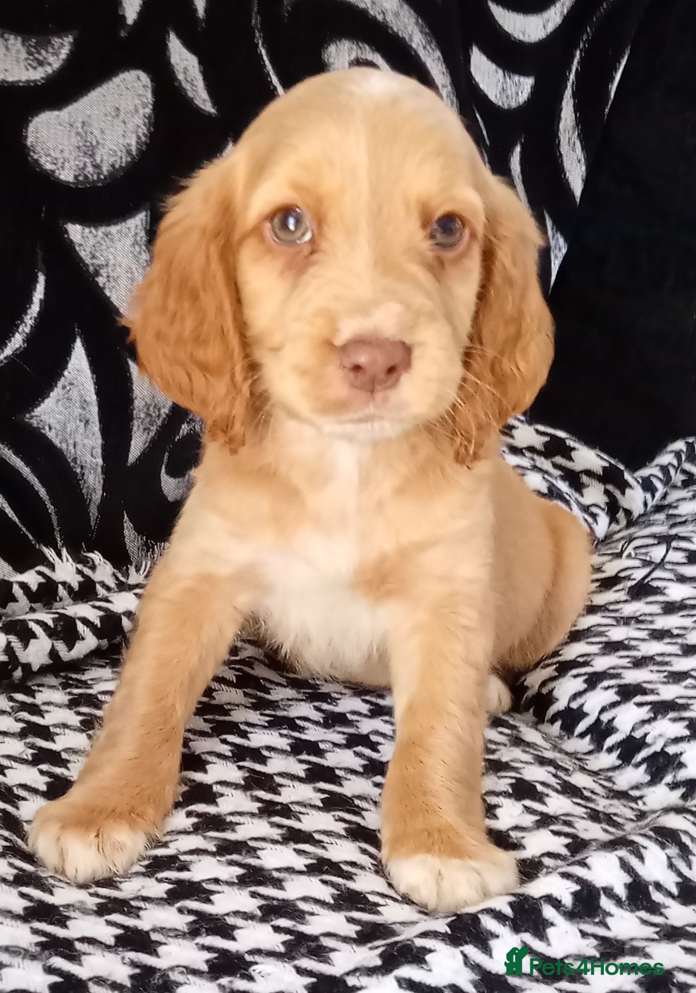 Cocker Spaniel dogs Ready now - Advert 2