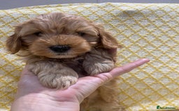 Maltipoo dogs for sale: 💖BEAUTIFUL LICENSED-BRED MALTIPOOS 💖 - Image 11