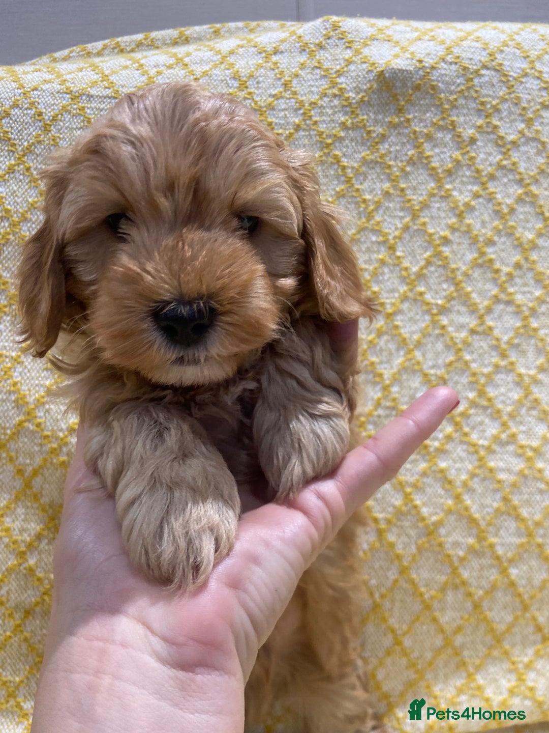 Maltipoo dogs for sale: 💖BEAUTIFUL LICENSED-BRED MALTIPOOS 💖 - Image 11