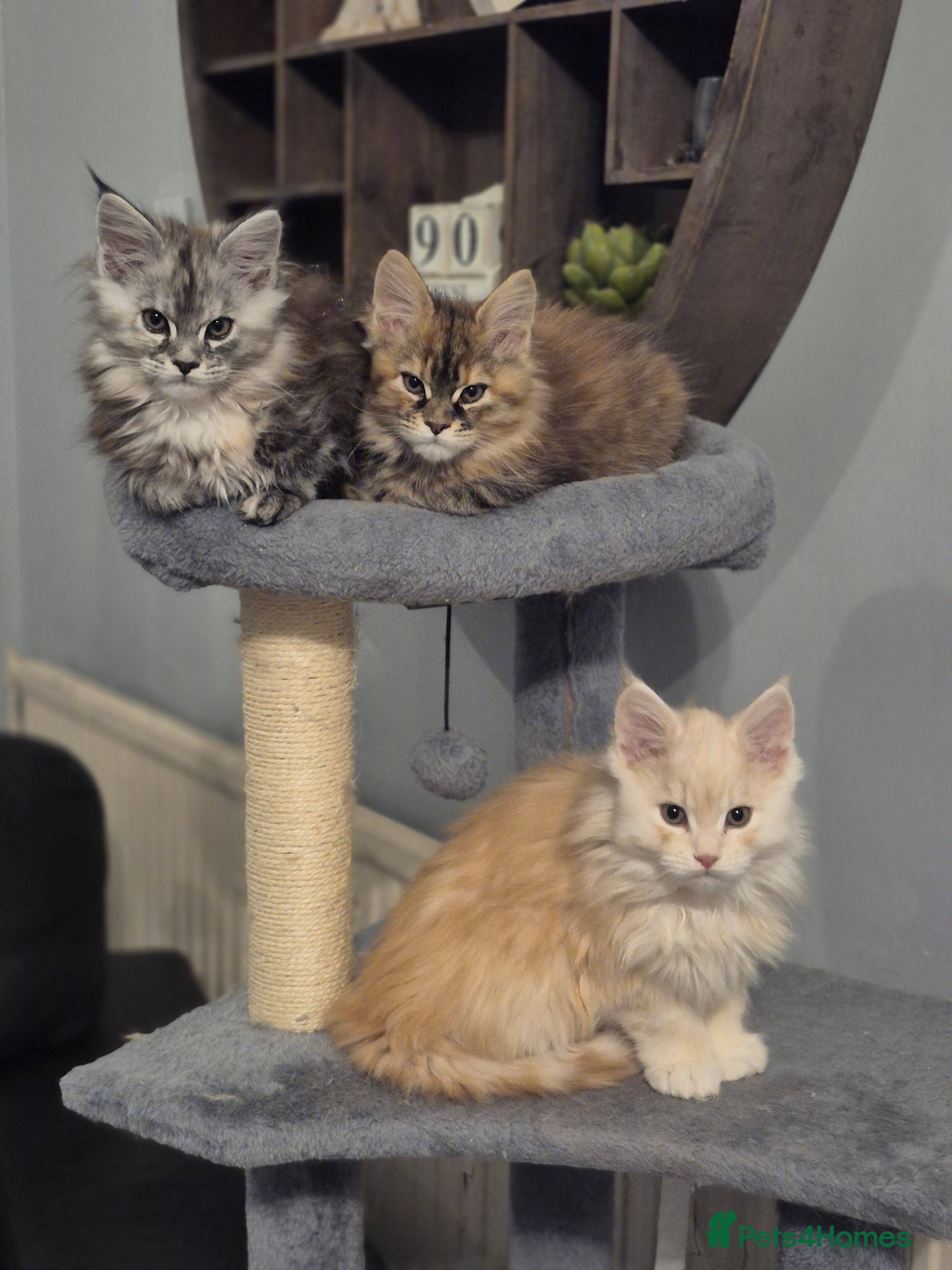 Maine Coon cats Beautiful kittens available  in January  - Advert 7