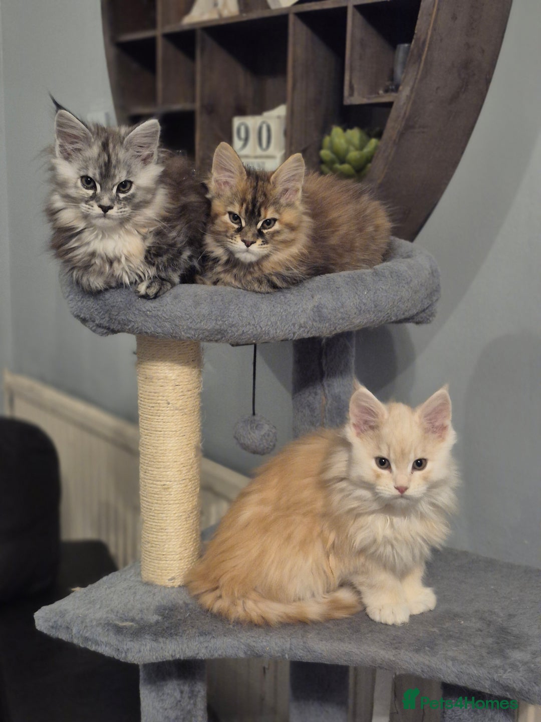 Maine Coon cats for sale: Beautiful kittens available  in January  - Advert 2