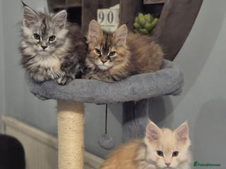 Maine Coon cats Beautiful kittens available in January - Advert 7