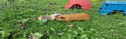 Guinea Pig rodents for sale: California x male 6m and baby boy - Advert 13