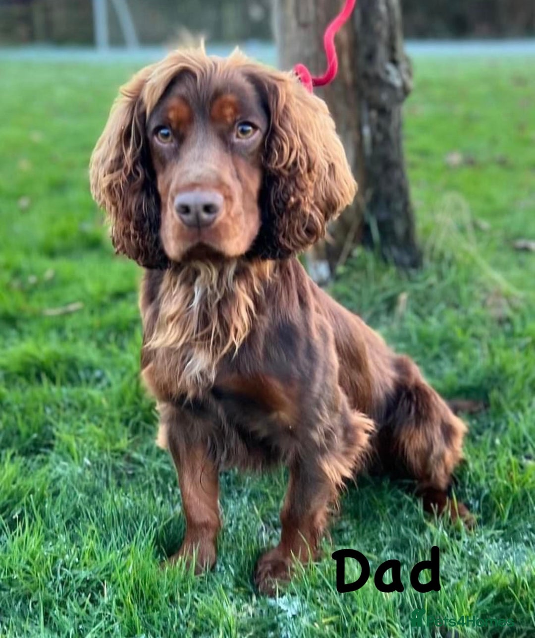 Cocker Spaniel dogs for sale: KC Reg Health Tested Working Cocker Spaniels - Image 27