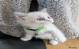 Ragamese cats for sale: 🐾💎Ragdoll X Siamese (Ragamese) Kittens💎🐾 - Image 21