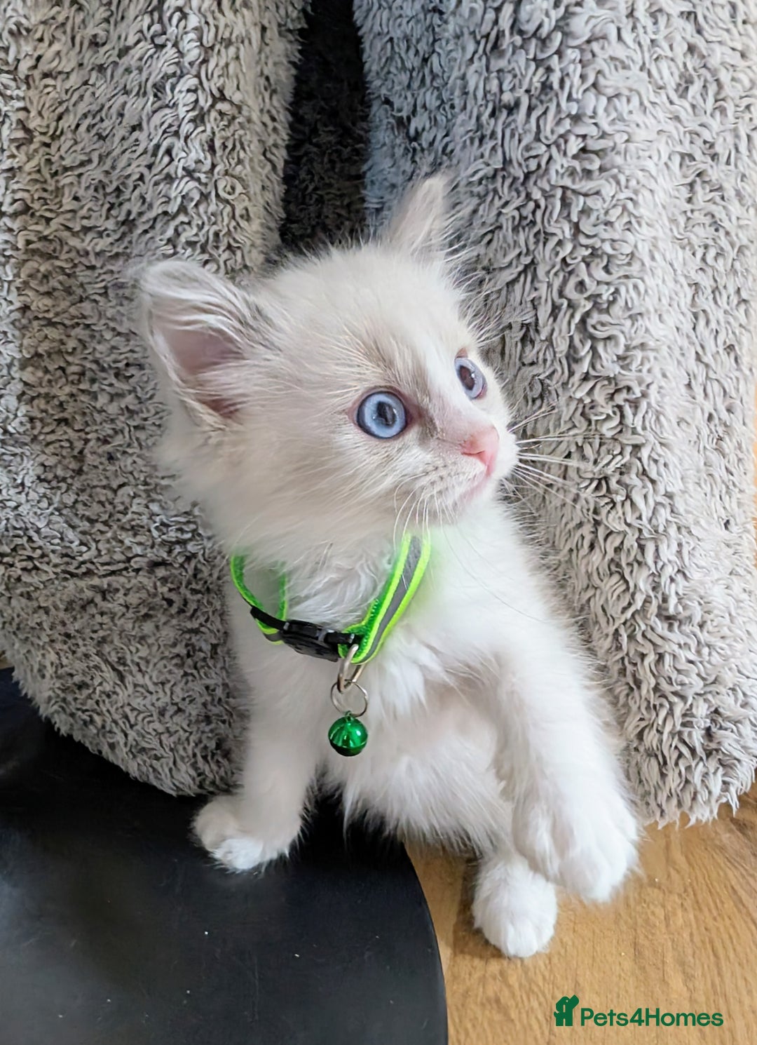 Ragamese cats for sale: 🐾💎Ragdoll X Siamese (Ragamese) Kittens💎🐾 - Image 21