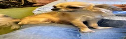 Chihuahua dogs for sale: Long coat chihuahuas  - Advert 4