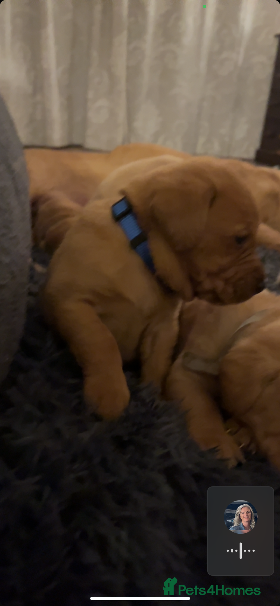 Labrador Retriever dogs for sale: Beautiful fox red puppies  - Advert 12