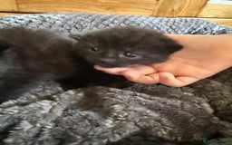 Mixed Breed cats for sale: 2 Beautiful Black Tabby Kittens - Image 5