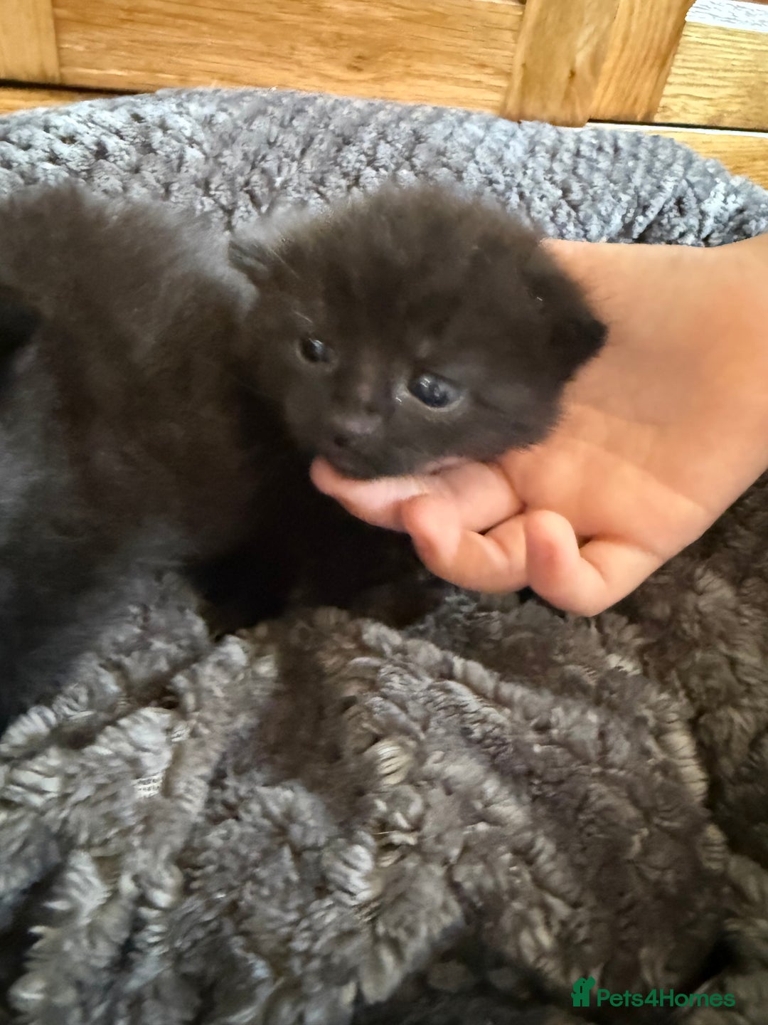 Mixed Breed cats for sale: 2 Beautiful Black Tabby Kittens - Image 5