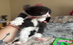 British Shorthair cats for sale: British shorthair cat  - Advert 7