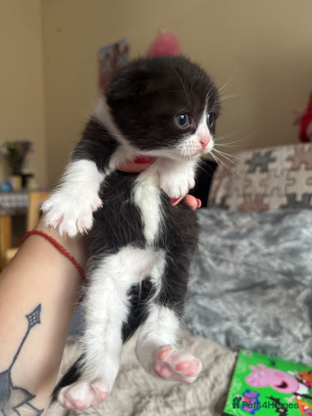 British Shorthair cats for sale: British shorthair cat  - Advert 7