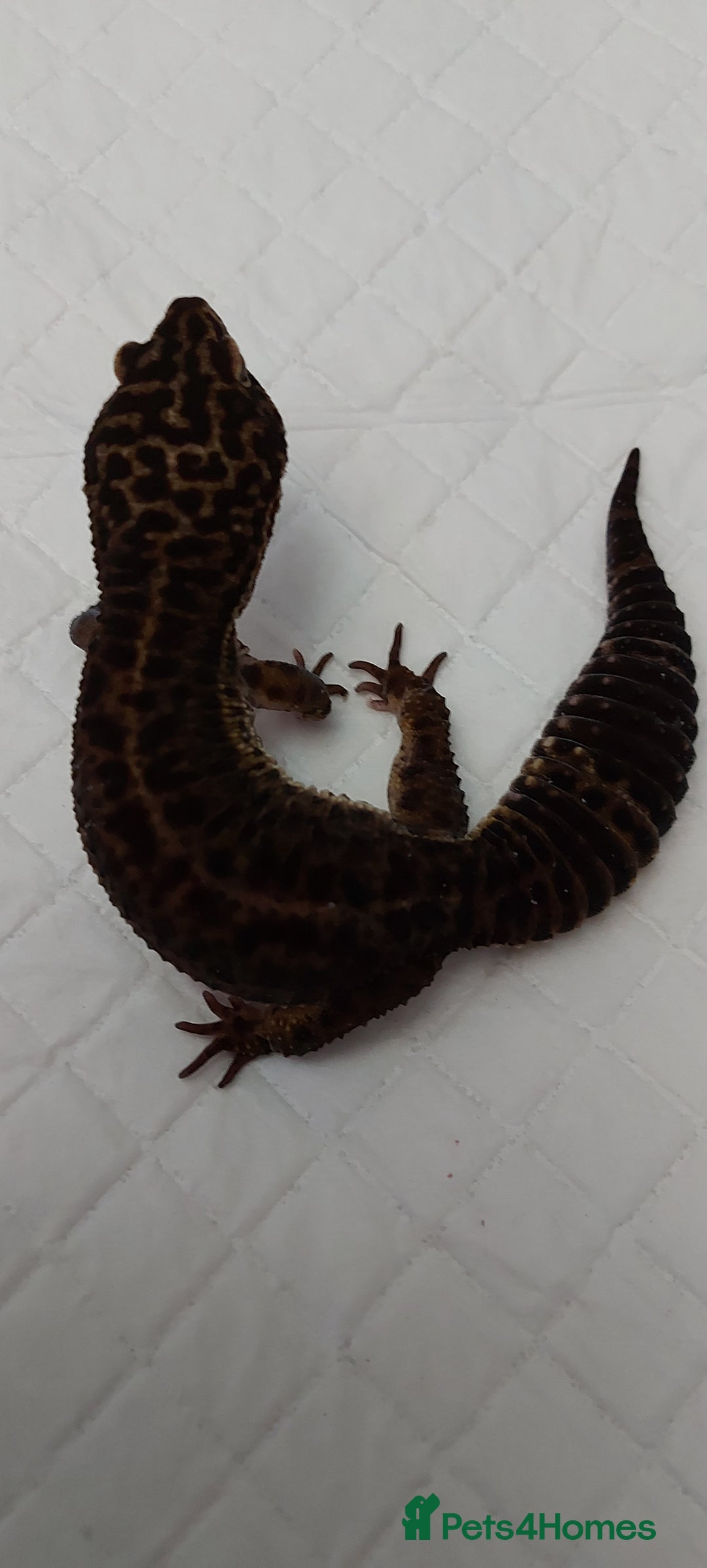 Leopard Gecko reptiles for sale: Three stunning leopard geckos for sale in Hinckley - Image 5