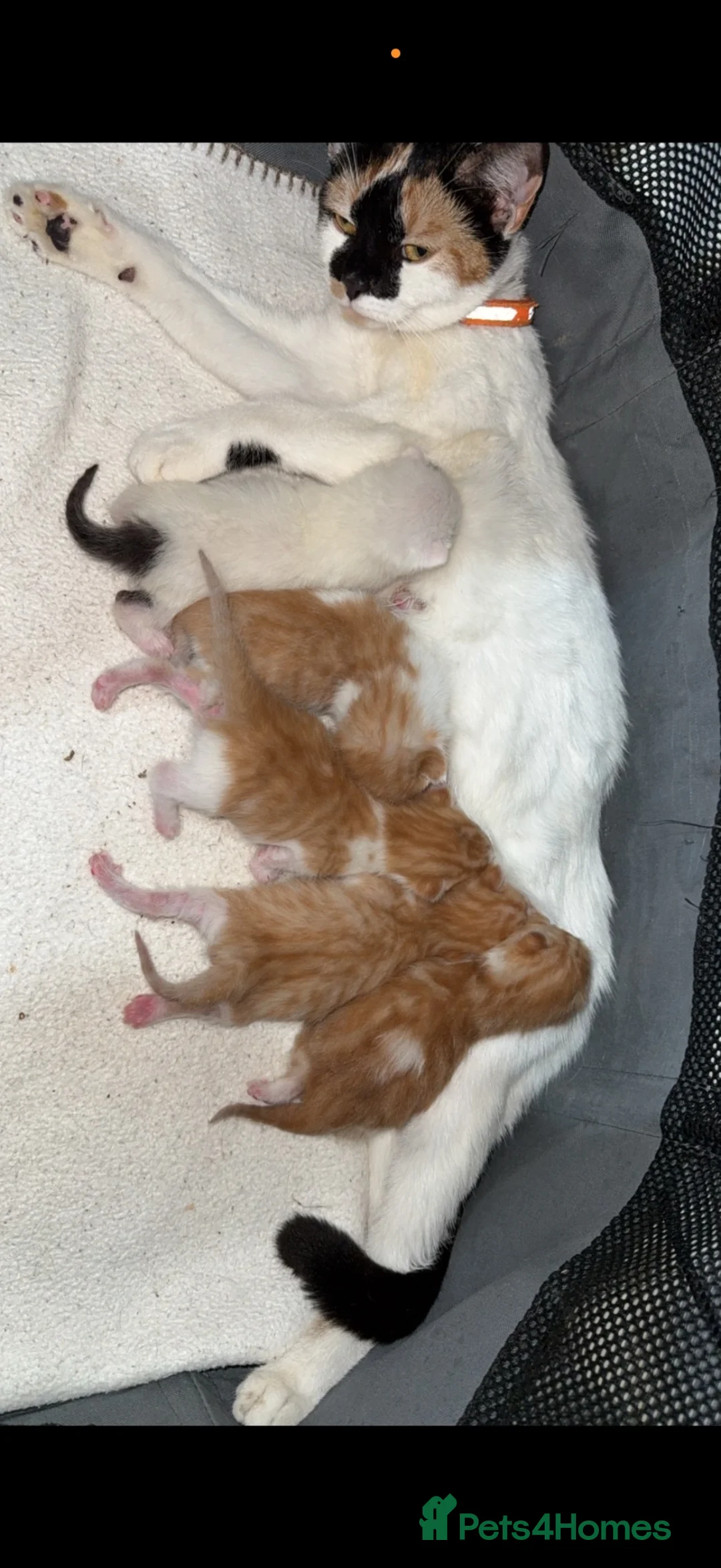 Domestic Shorthair cats for sale: 4 stunning ginger and white kittens  - Advert 1