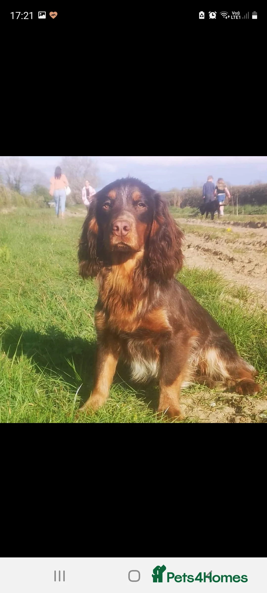 Cocker Spaniel dogs for stud: Health Tested liver roan and tan  working cocker   in Malton - Advert 11