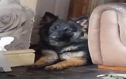 German Shepherd dogs for sale: German shepherd  - Image 4