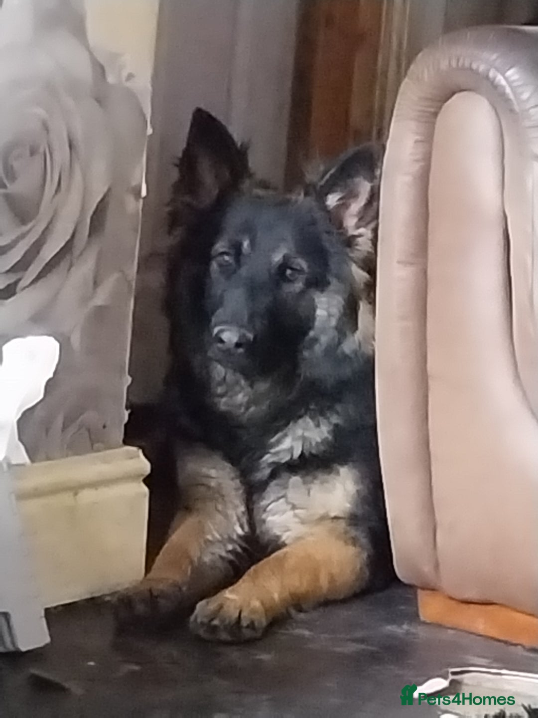 German Shepherd dogs for sale: German shepherd  - Image 4