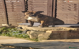 Mixed Breed dogs for sale: Absolutely beautiful litter of 11 pups  - Image 9