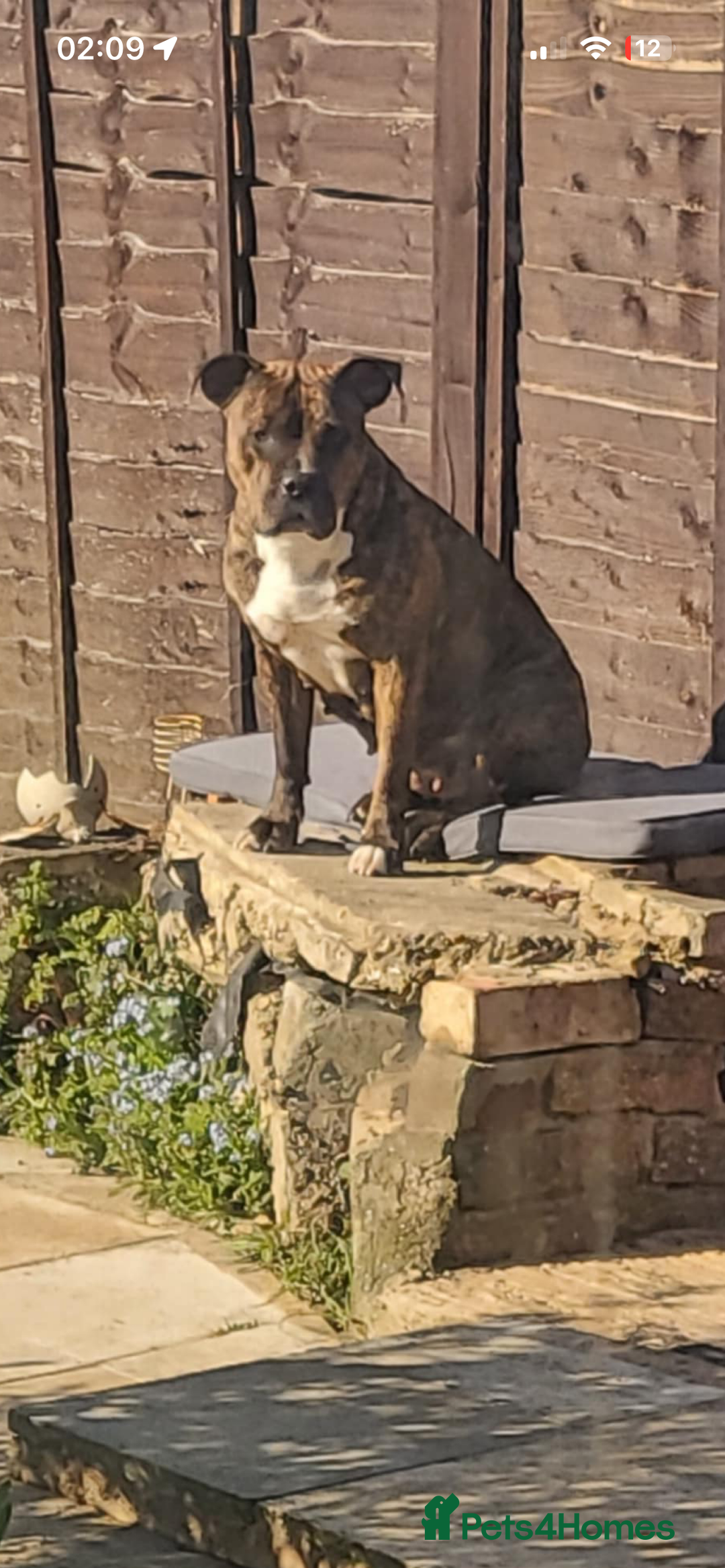 Mixed Breed dogs for sale: Absolutely beautiful litter of 11 pups  - Image 9