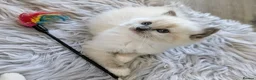Ragdoll cats for sale: Ragdoll Kittens - Advert 10