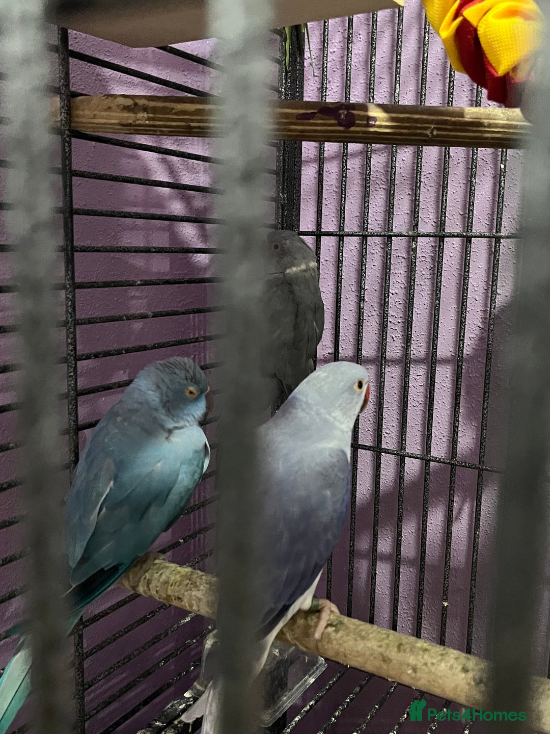 Ringnecks birds for sale: Ring necks for sale different colours  - Image 14