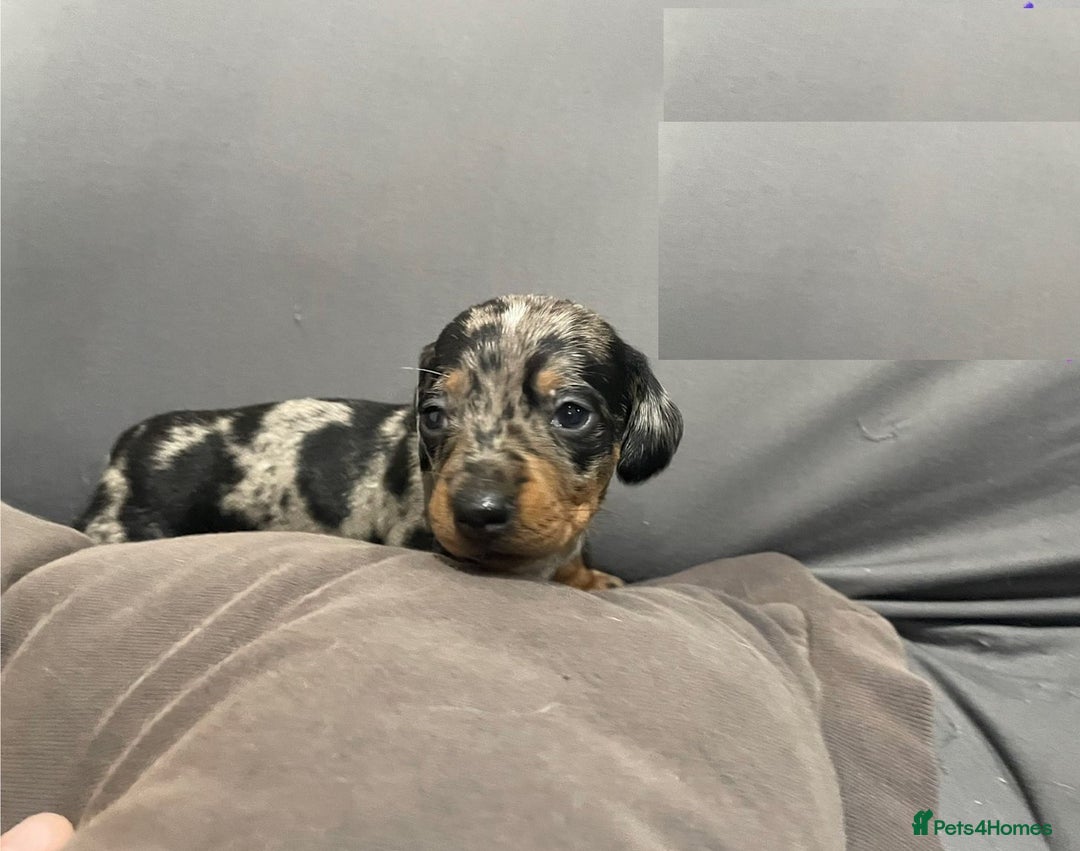 Miniature Dachshund dogs for sale: Splendid mini-dapple-doxies-shorthair - Image 8