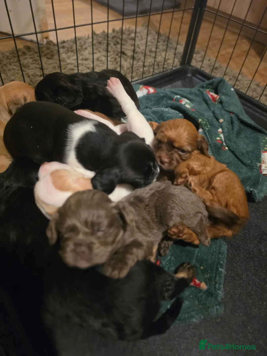 Mixed Breed dogs for sale: READY NOW Cocker Spaniel x Fenchie puppies - Advert 2