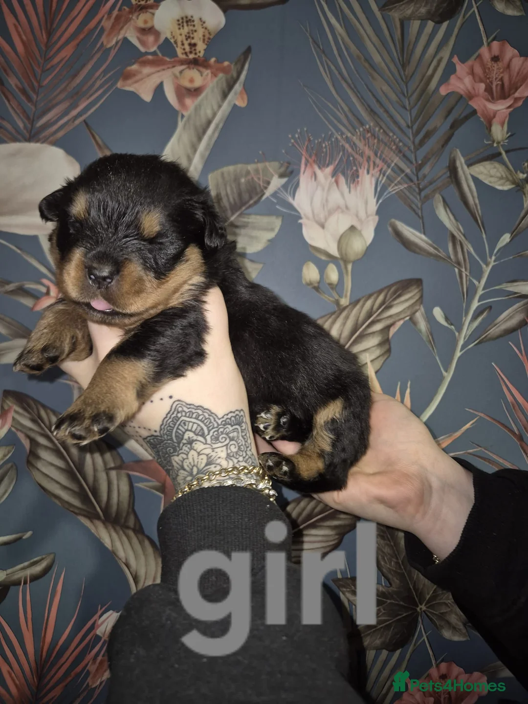 Rottweiler dogs for sale: 1 Left male Exceptional KC Registered Rottweiler  - Advert 12