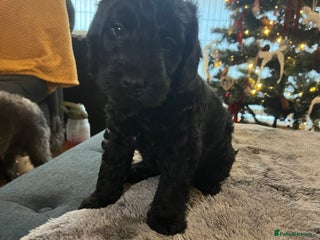 Cockapoo dogs Cockapoo puppies - Advert 1