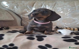 Miniature Dachshund dogs for sale: Miniature dachshund puppies - Image 6