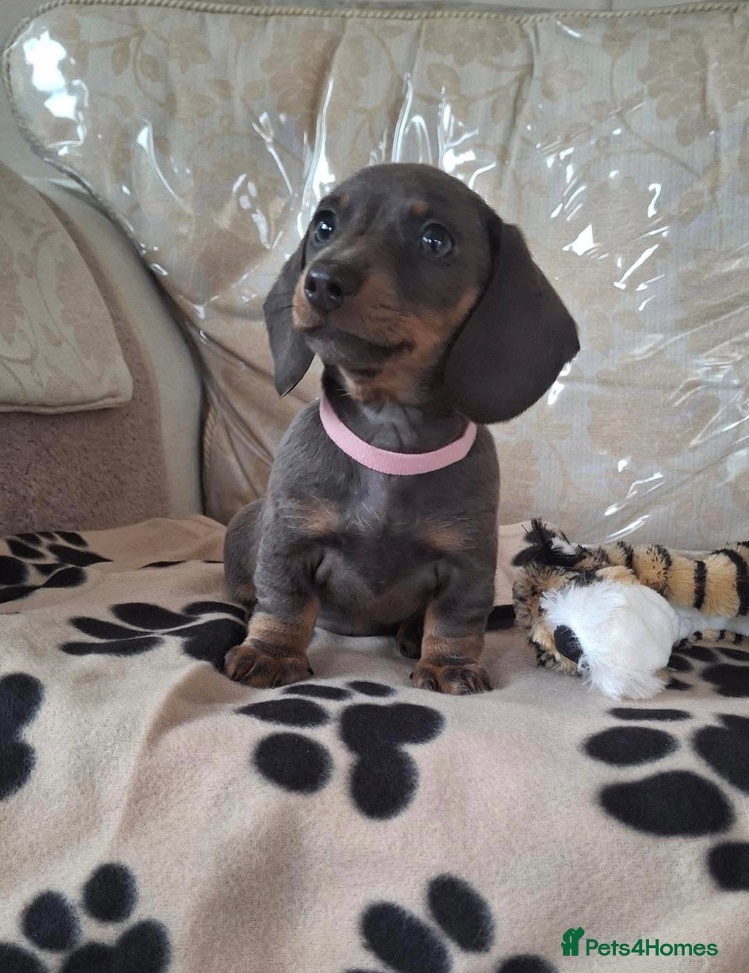 Miniature Dachshund dogs for sale: Miniature dachshund puppies - Image 6