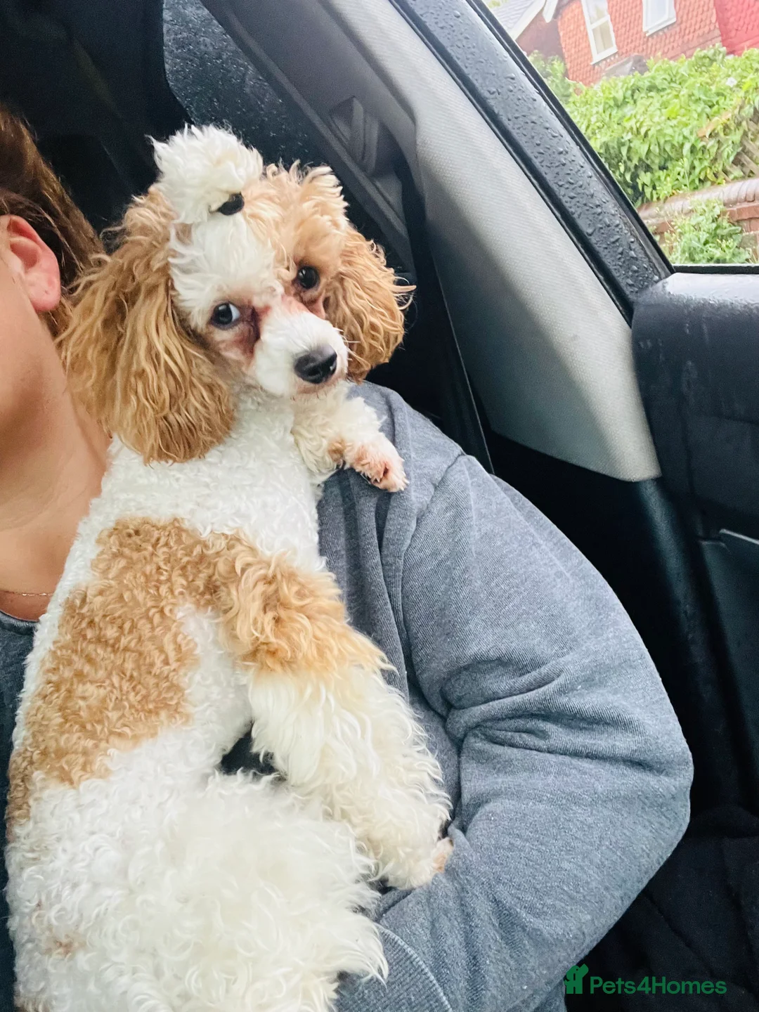 Toy Poodle dogs for sale:  Toy Poodles True To Size  - Advert 3