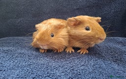 Guinea Pig rodents for sale: Baby Boy Pair  - Image 3