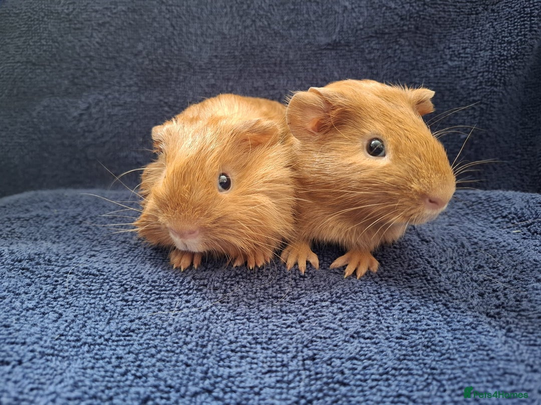 Guinea Pig rodents for sale: Baby Boy Pair  - Image 3