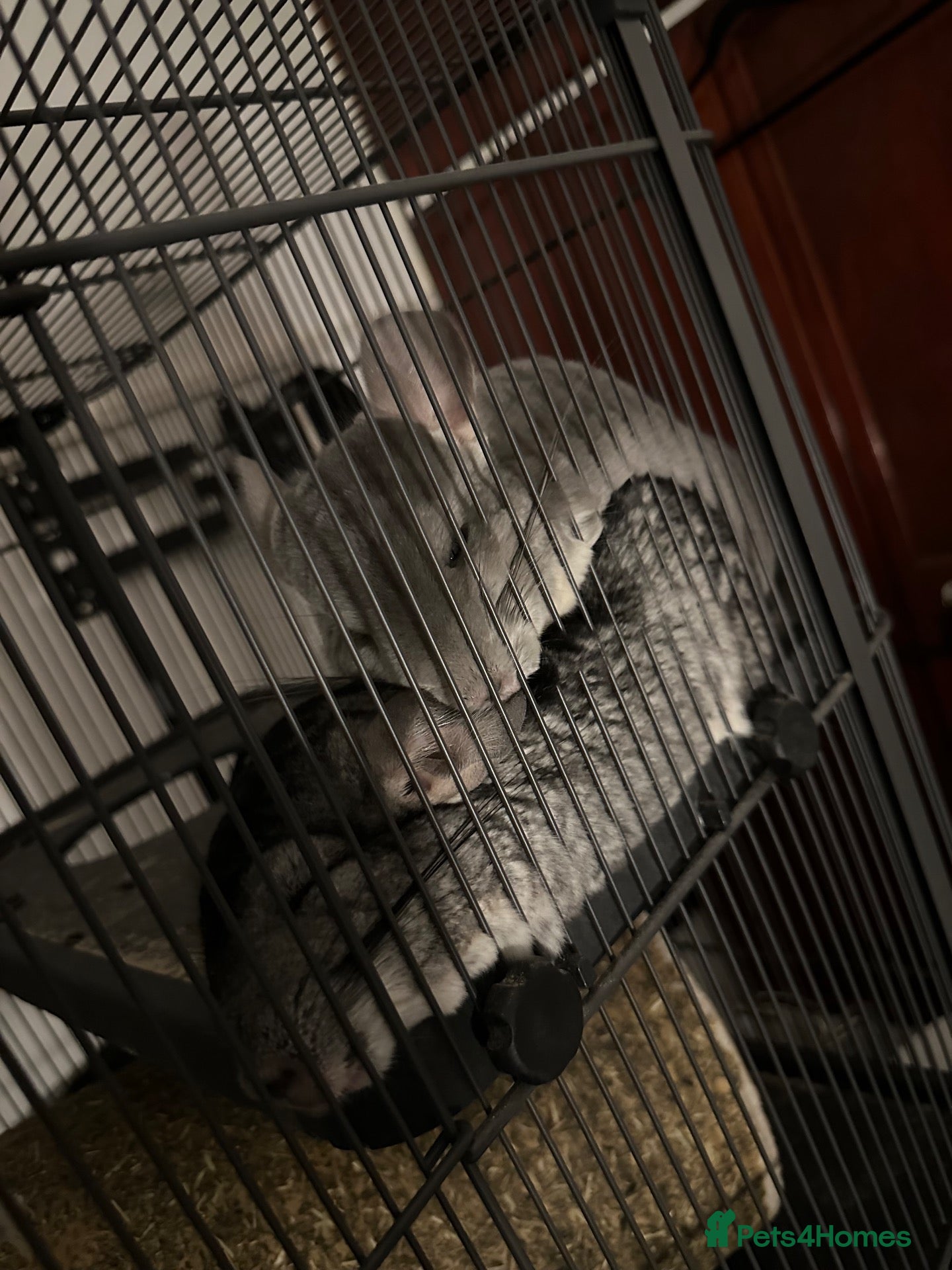 Chinchilla rodents 2 female chinchillas for sale  - Advert 9