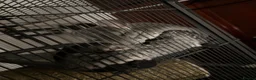 Chinchilla rodents for sale: 2 female chinchillas for sale  in Neath - Advert 1