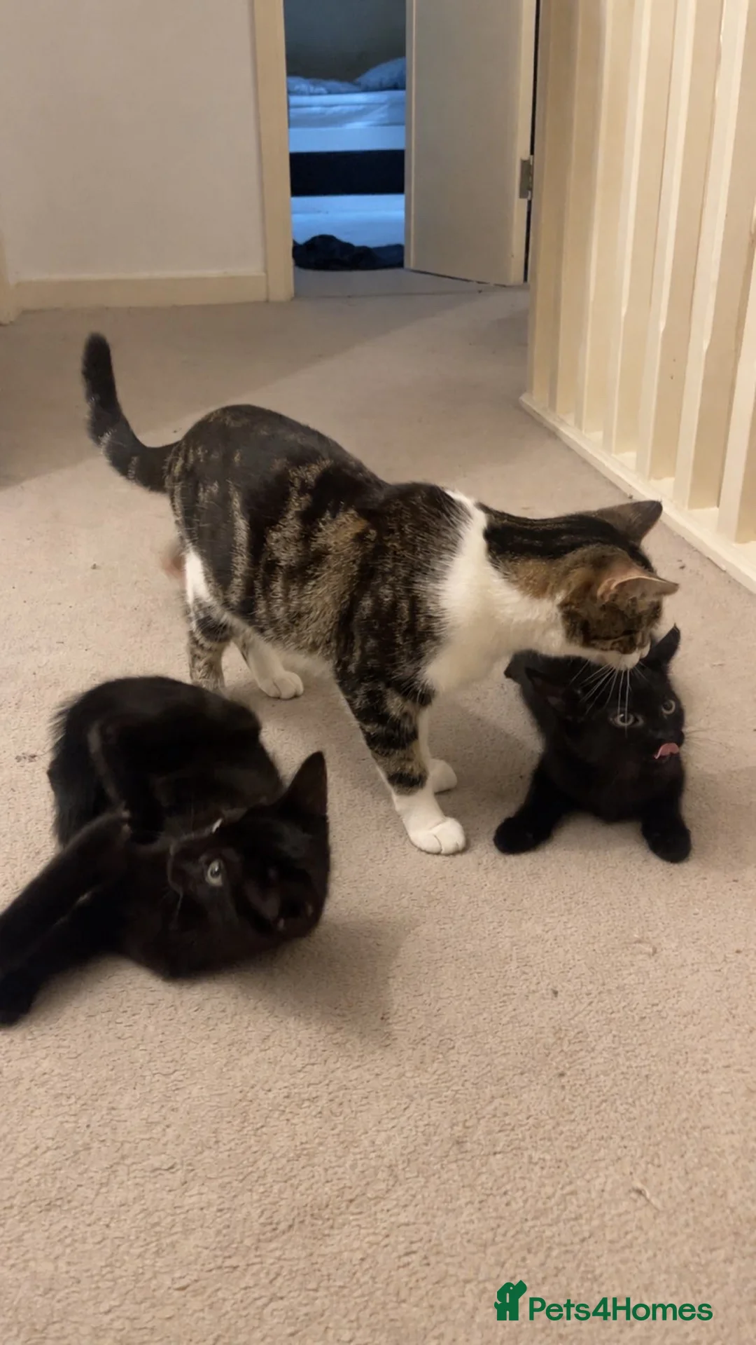 Mixed Breed cats for sale: Two Beautiful Black Female Kittens 10 Weeks Old  in South Croydon - Advert 2