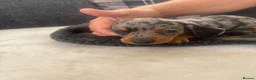 Dachshund dogs for sale: Beautiful dachshund puppies  - Advert 2