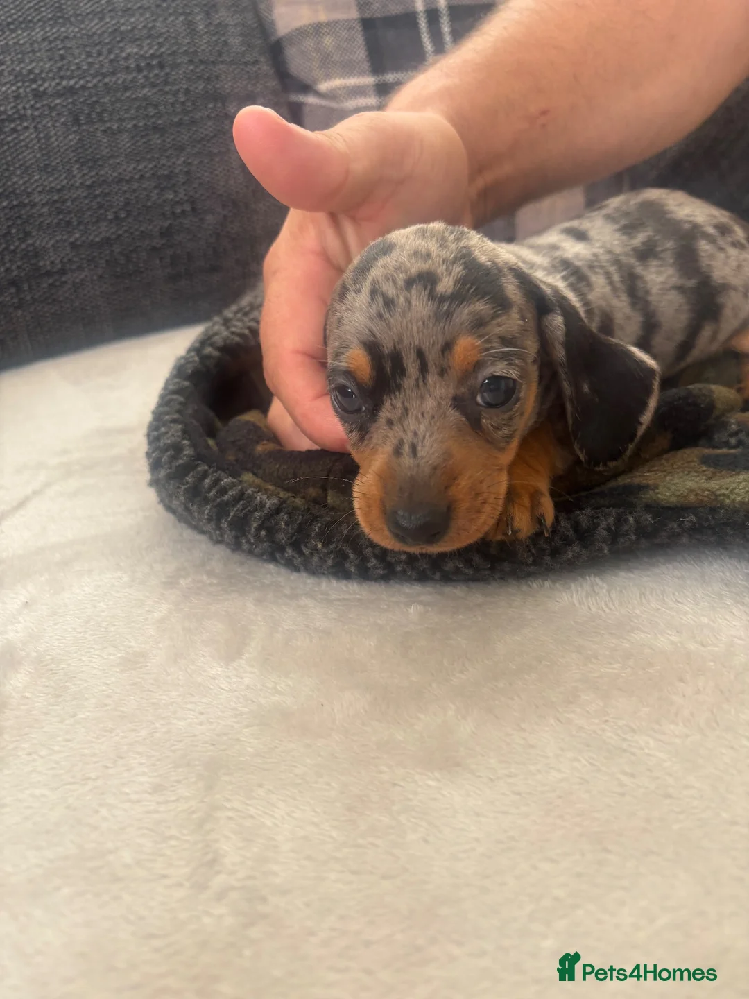 Dachshund dogs for sale: Beautiful dachshund puppies  - Advert 2