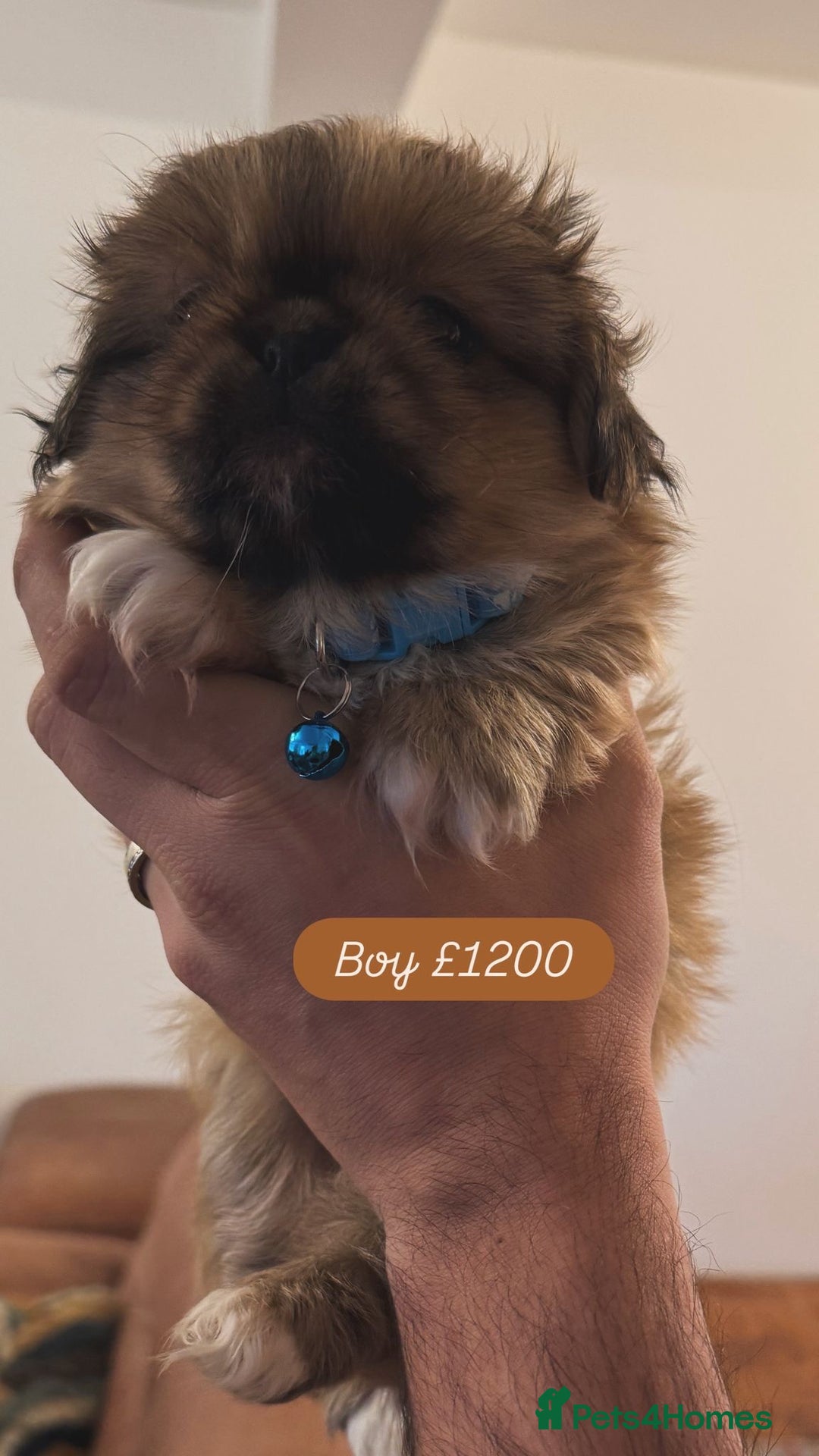 Pekingese dogs for sale: Pekingese puppy  - Advert 4