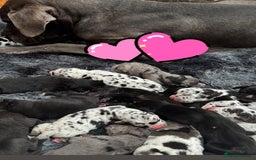 Great Dane dogs for sale: Outstanding litter of Great Danes  - Image 6
