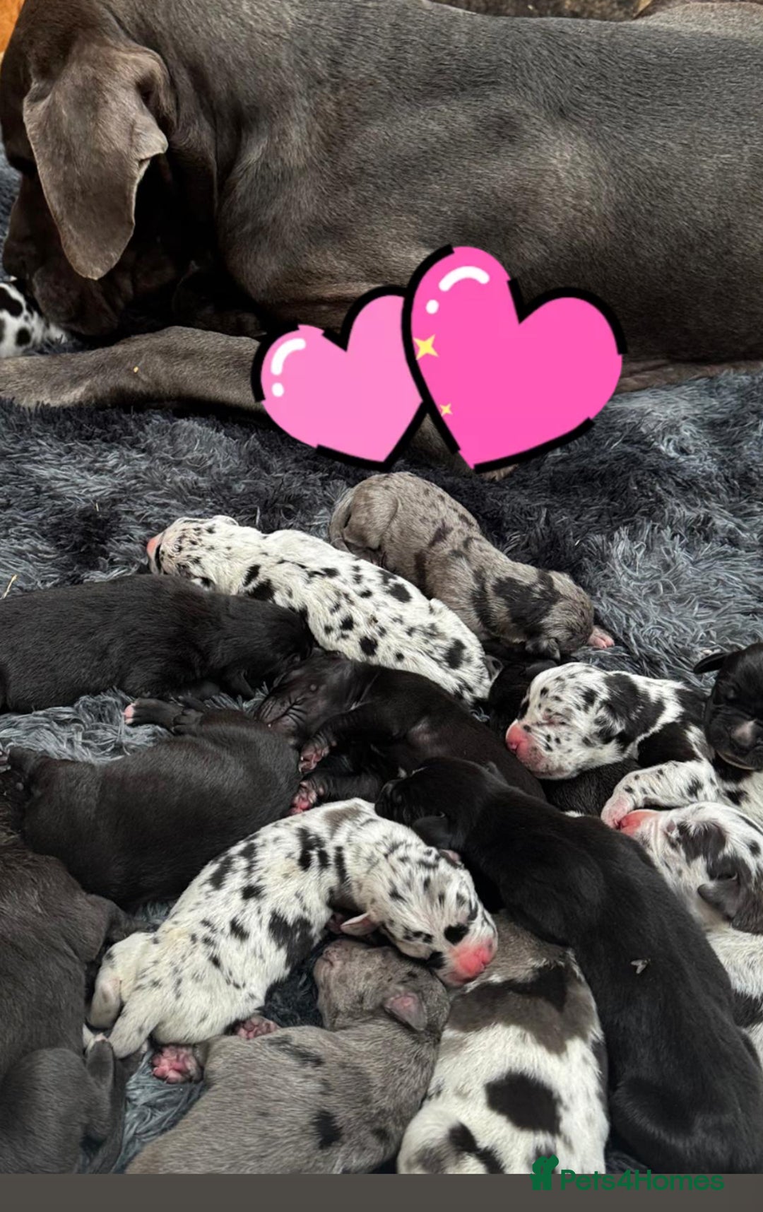Great Dane dogs for sale: Outstanding litter of Great Danes  - Image 6